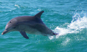 Dolphin jumping during River Cruises