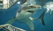 Shark Diving at Port Lincoln