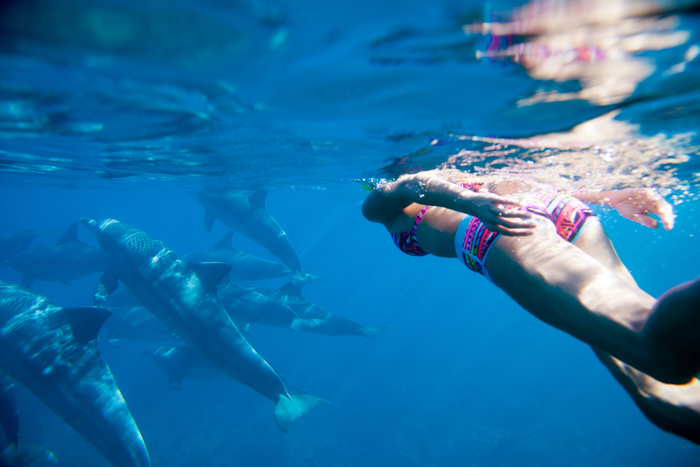 A swim with the dolphins